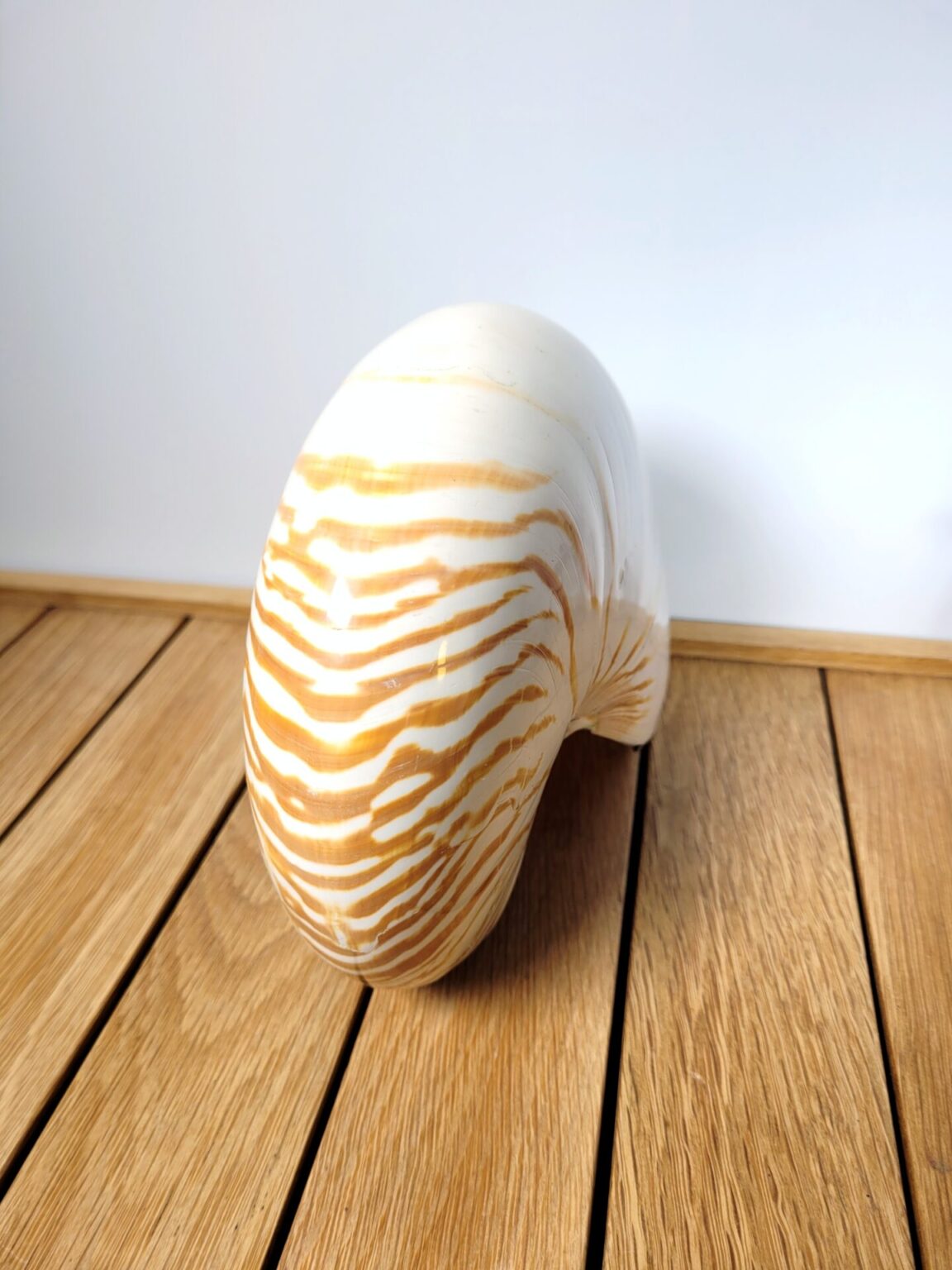 Coquillage Nautilus Curiosit Coucou Retro