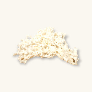 Grand corail blanc 26x16cm 01