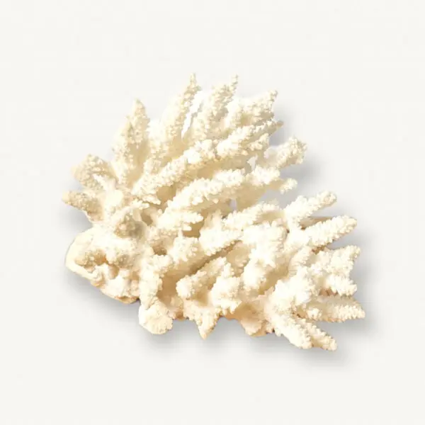 Branche de corail blanc 01