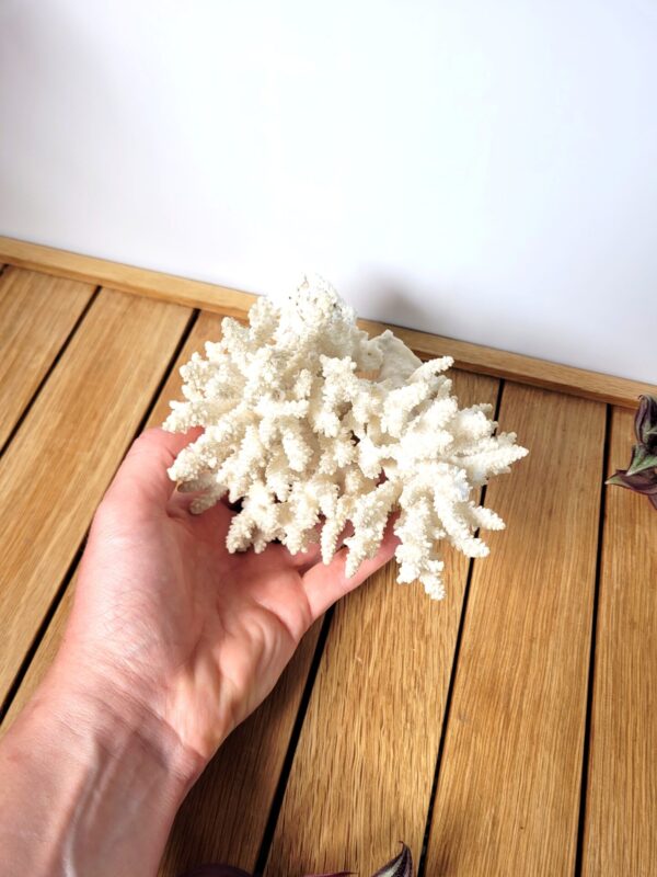 Branche de corail blanc 02