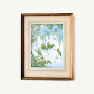 Cadre ancien tableau illustration oiseaux perruches 01