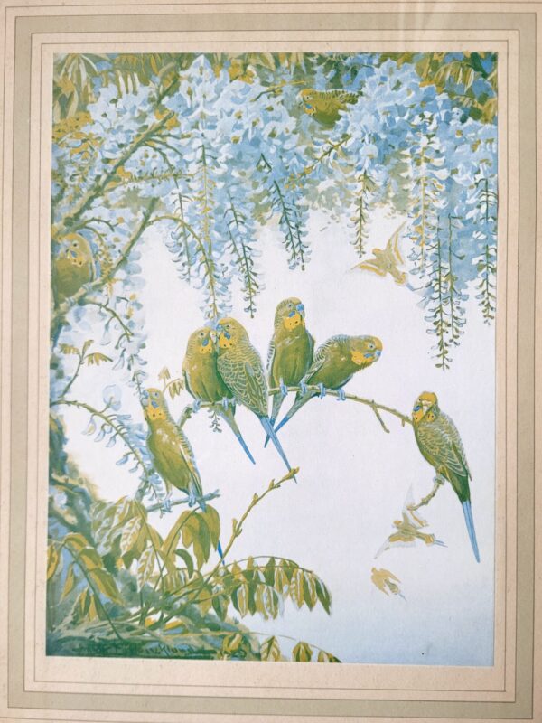 Cadre ancien tableau illustration oiseaux perruches 03