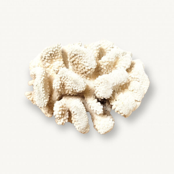 Grand corail blanc chou fleur 18x15cm 01