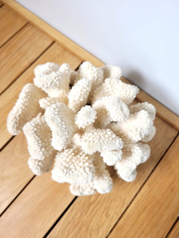 Grand corail blanc chou fleur 18x15cm 03