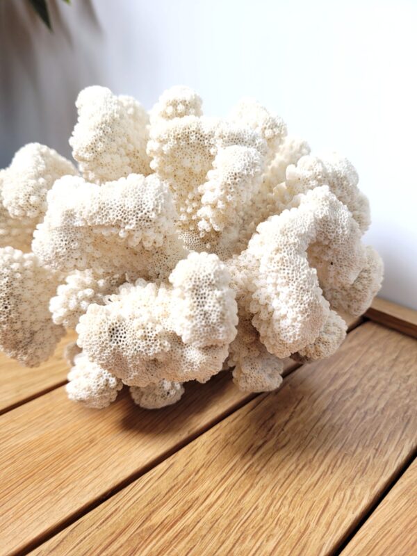 Grand corail blanc chou fleur 18x15cm 04