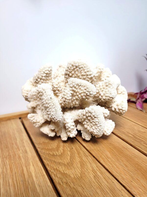 Grand corail blanc chou fleur 18x15cm 05