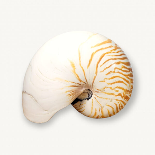 Coquillage Nautilus curiosite 01