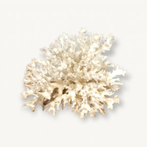 Coquillage corail blanc 01