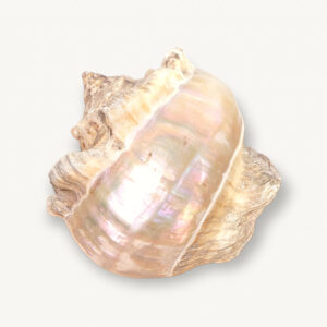 Grand coquillage nacre blanc 01