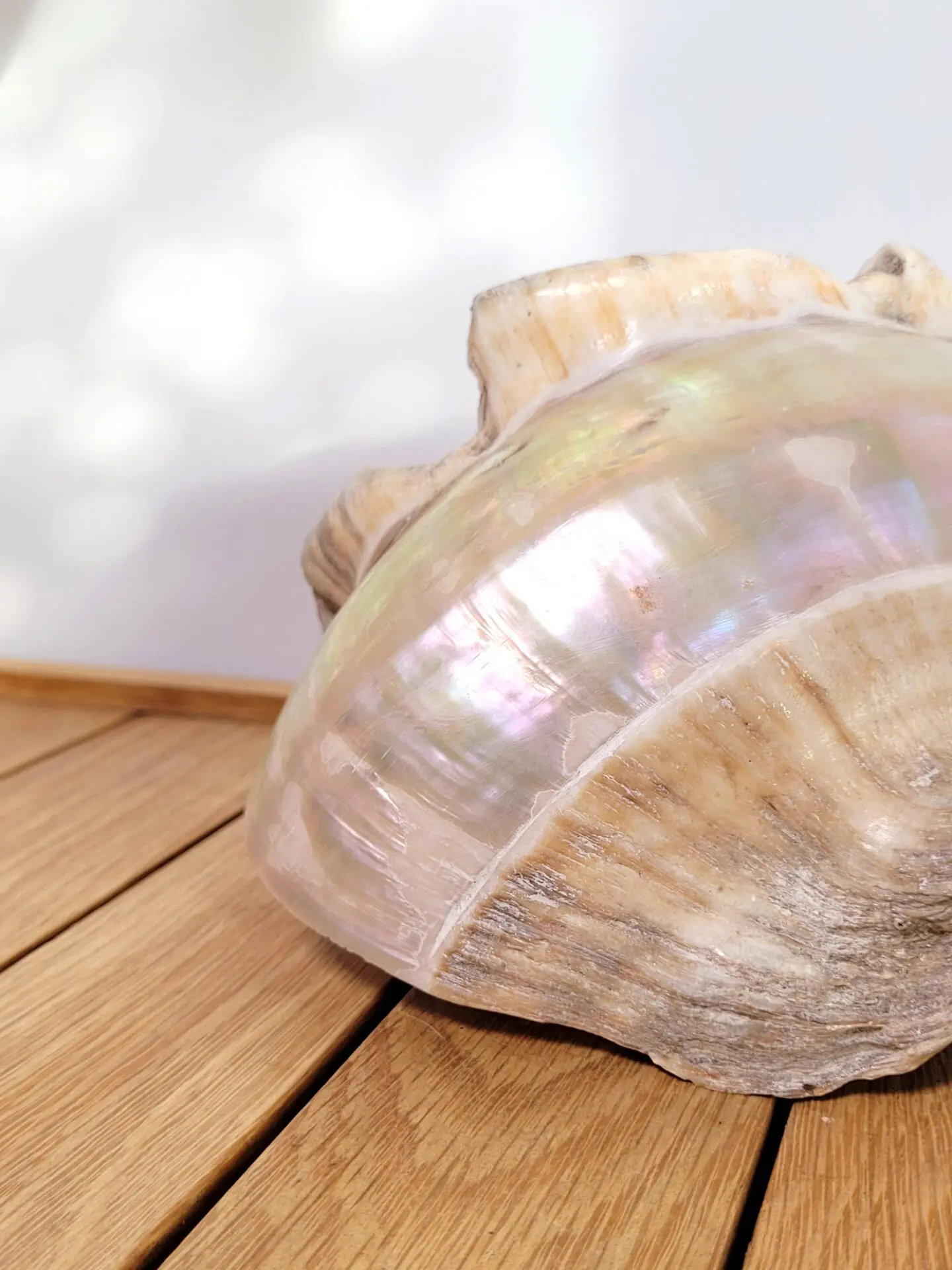 Grand coquillage nacre blanc 02