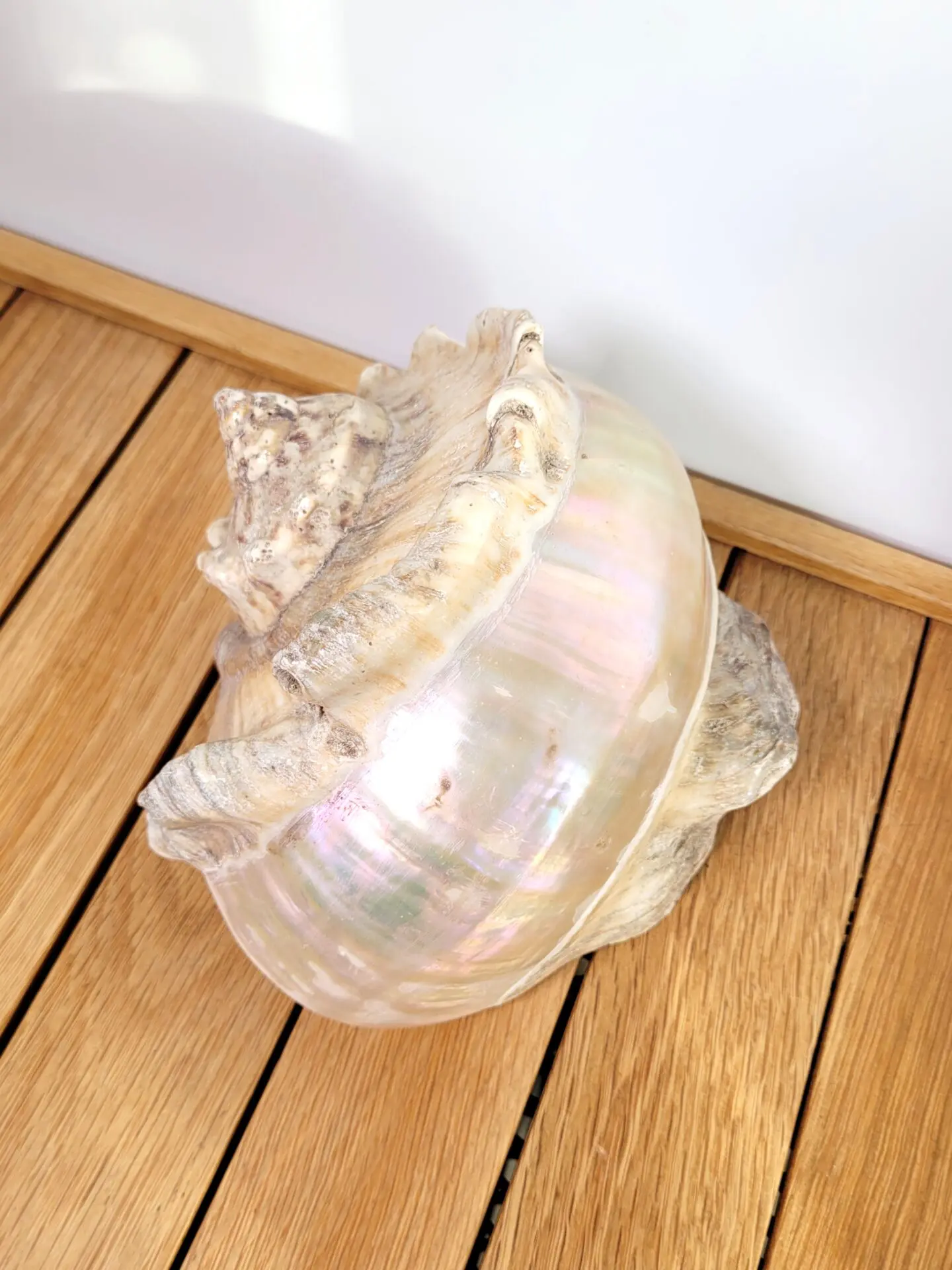Grand coquillage nacre blanc 03