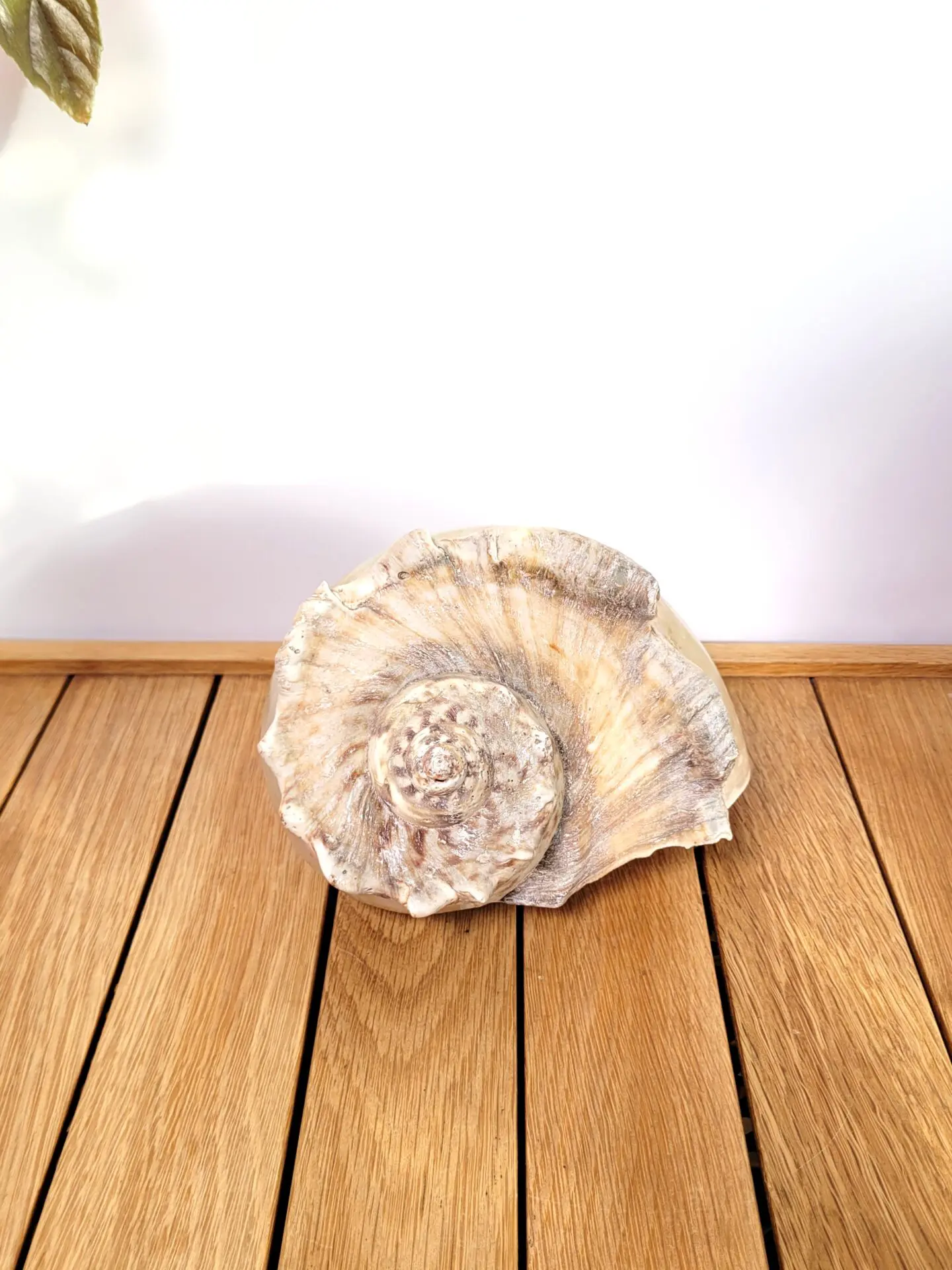 Grand coquillage nacre blanc 07