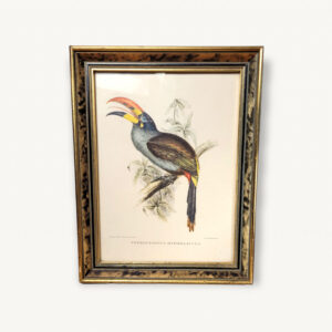 Tableau oiseau tropical Aracari J Gould 01