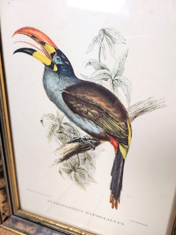 Tableau oiseau tropical Aracari J Gould 04