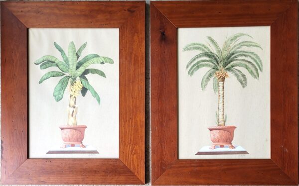 Paire de tableaux illustration palmier bananier 07