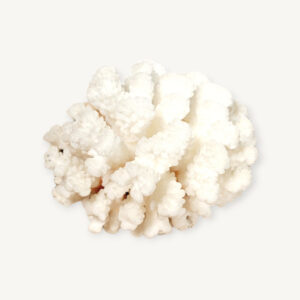 Petite branche de corail blanc 01