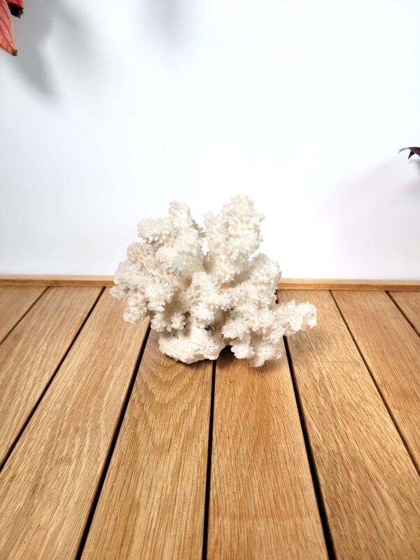 Branche de corail blanc 16cm 01