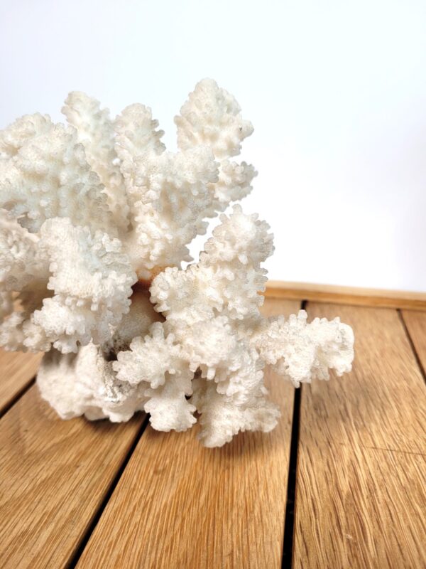 Branche de corail blanc 16cm 03