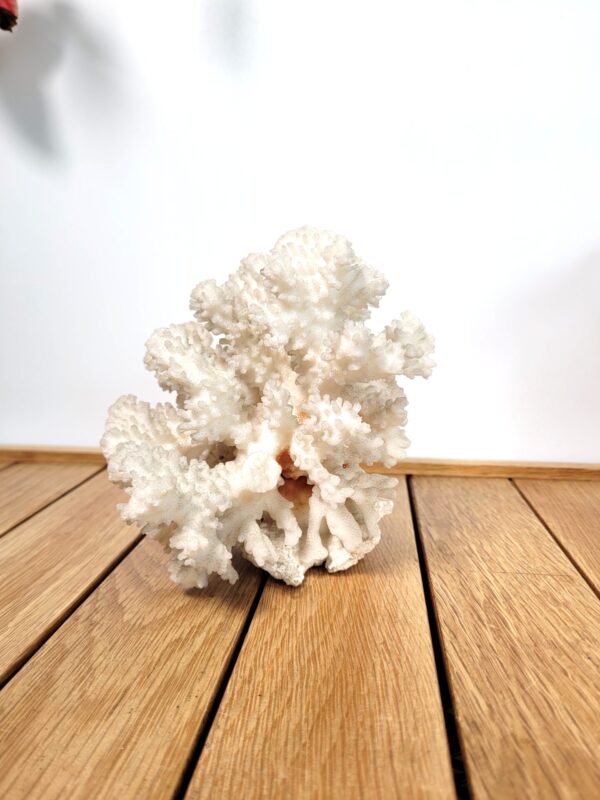 Branche de corail blanc 16cm 04