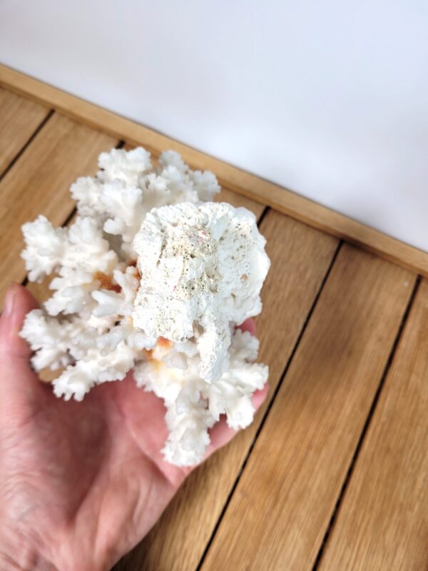 Branche de corail blanc 16cm 05