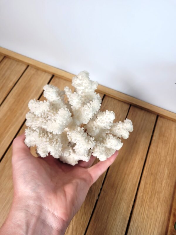 Branche de corail blanc 16cm 06