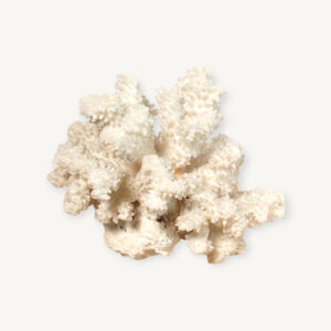 Branche de corail blanc 16cm 07
