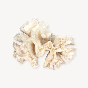 Branche de corail blanc 19cm 06