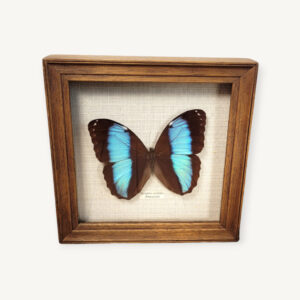 Cadre papillon d'Amazonie 05