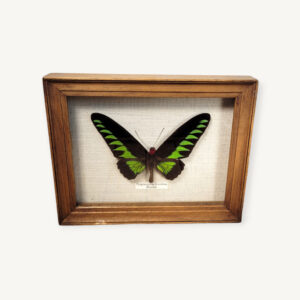 Cadre papillon de Malaisie 05