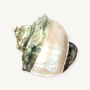 Coquillage Turban vert ou Turbo Marmoratus 06