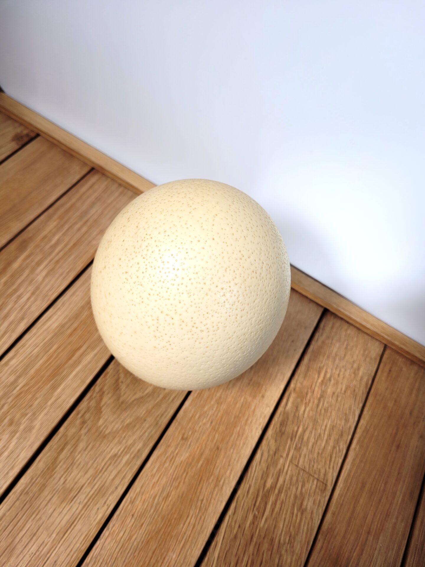 Œuf d'autruche sur socle 03