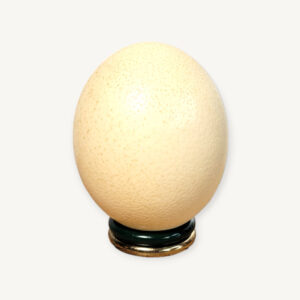 Œuf d'autruche sur socle 05