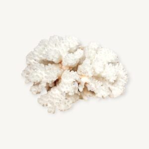 Branche de corail blanc 13x12cm 05