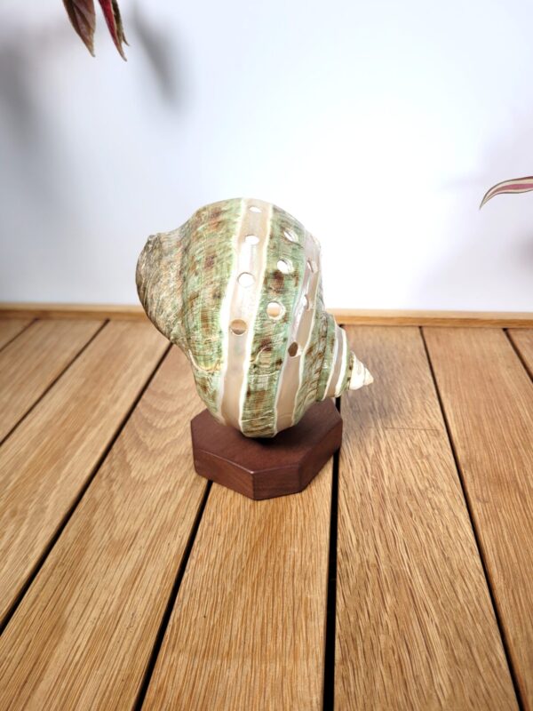 Coquillage turban vert nacré sur socle 03