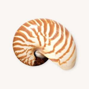 Coquille de nautile ou nautilus curiosité 6 5cm 05