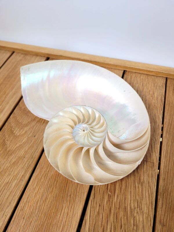 Demi coquille de nautile ou Nautilus 02