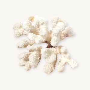 Branche de corail blanc curiosité 17cm 05