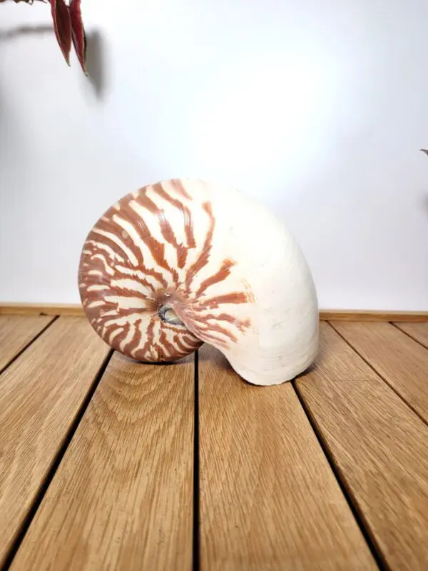 Coquille de nautile coquillage nautilus curiosité 01