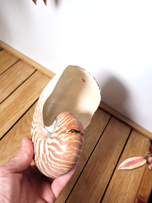 Coquille de nautile coquillage nautilus curiosité 04