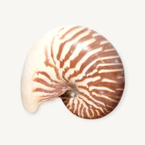 Coquille de nautile coquillage nautilus curiosité 05