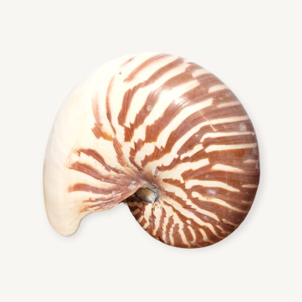 Coquille de nautile coquillage nautilus curiosité 05