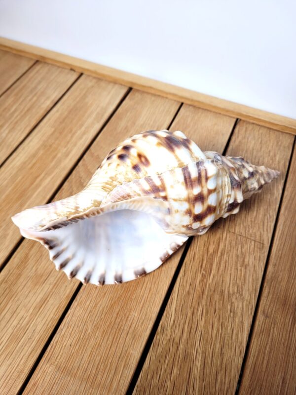 Grand coquillage de collection Triton conque ou Charonia tritonis 22cm 03