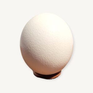 Œuf d'autruche sur socle curiosité 05