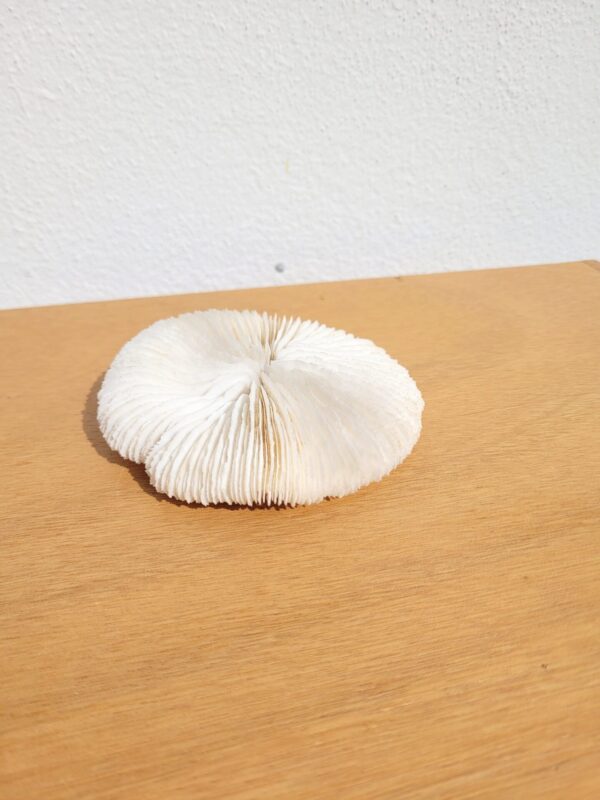 Corail ancien Fungia ou Coussin de requin 11cm 02
