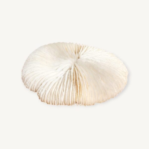 Corail ancien Fungia ou Coussin de requin 11cm 06