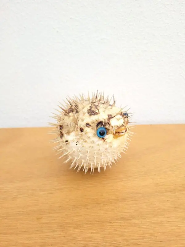 Poisson globe Fugu naturalisé 01