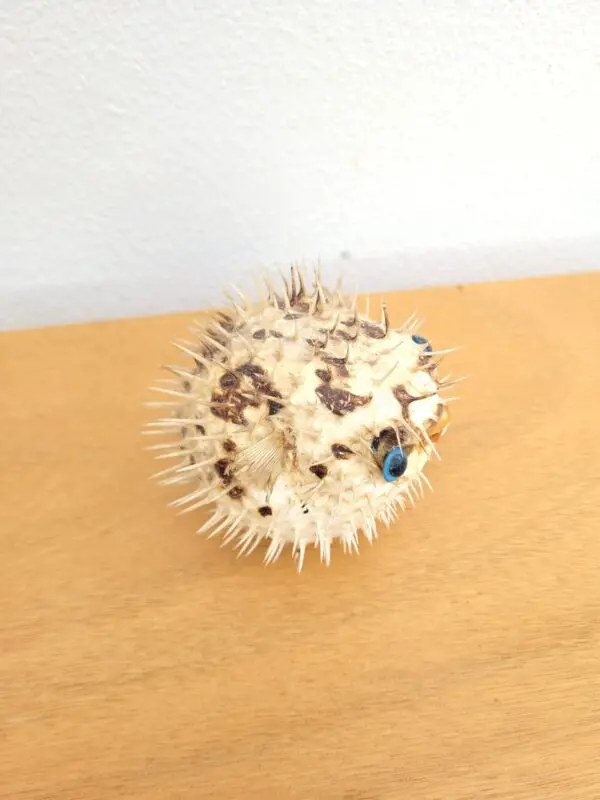 Poisson globe Fugu naturalisé 03