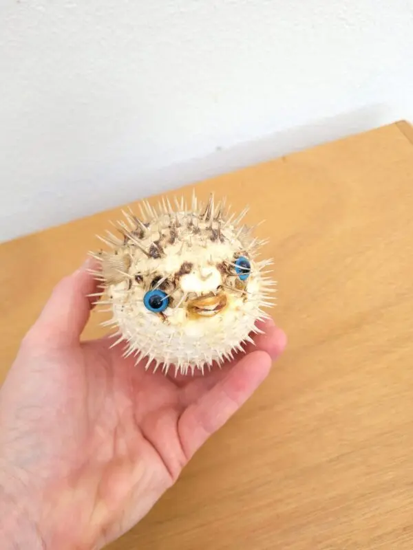 Poisson globe Fugu naturalisé 05