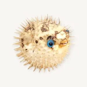 Poisson globe Fugu naturalisé 06