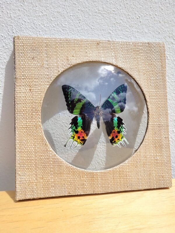Papillon de Madagascar sous cadre 01